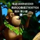 帕敢小建珠宝的用户头像