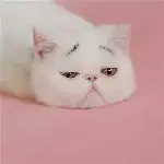 小初吻*