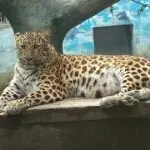 电脑机，