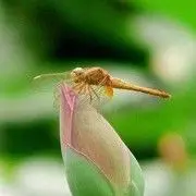 情迷壹芯的用户头像