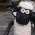 sheep🐏肖恩