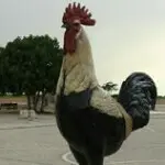 大鸡哥的烦恼