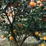 ＜我是农民工>