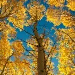——心想事成