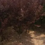 为爱而伤心流泪