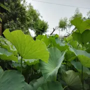 溺水的鱼t!