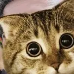 龍燒爺