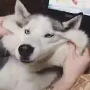 心安，x