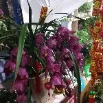 老树发芽