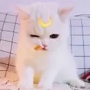 小灵猫u