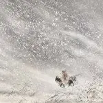 残风断雪
