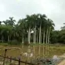 Z东北虎Z海报