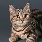老🙉猫