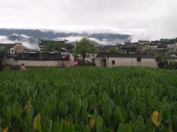 红豆大哥哥的主播照片