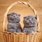 猪头没人爱
