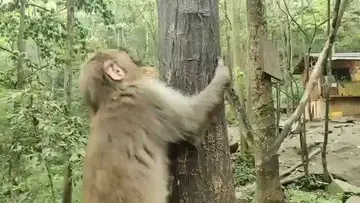 猴子