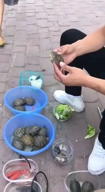 王八怎么卖