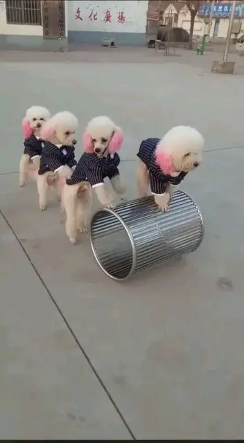 团体合作