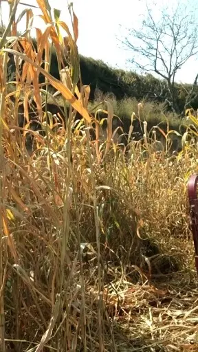 割稻穗🌾
