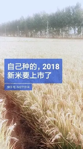 丰收了，卖大米