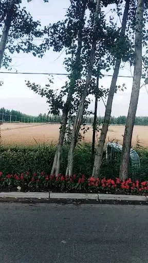 路边不一定是野花哟