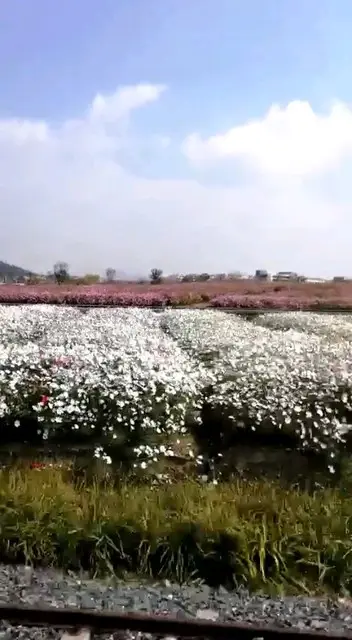 花海公园