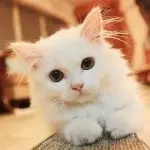 ❀打醬油的小三💖