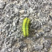 小虫🐛虫