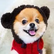 dsgfew安寝成d
