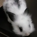 哈喽咪色DJ，。
