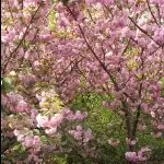 受伤的（老狼）