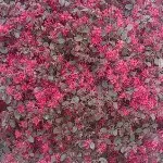 幸福快乐7g5