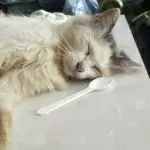 病~猫~