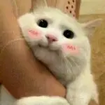 ╰☆陌上浅シ