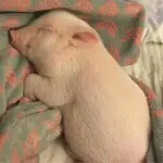 ～随风飘扬