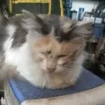 灬🐠二～哈！~