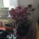 陈胜w9c