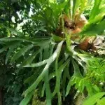 ～镜花水月～
