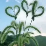 シ灬❤梦里梦外