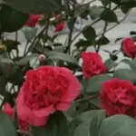 娜娜长发飘飘