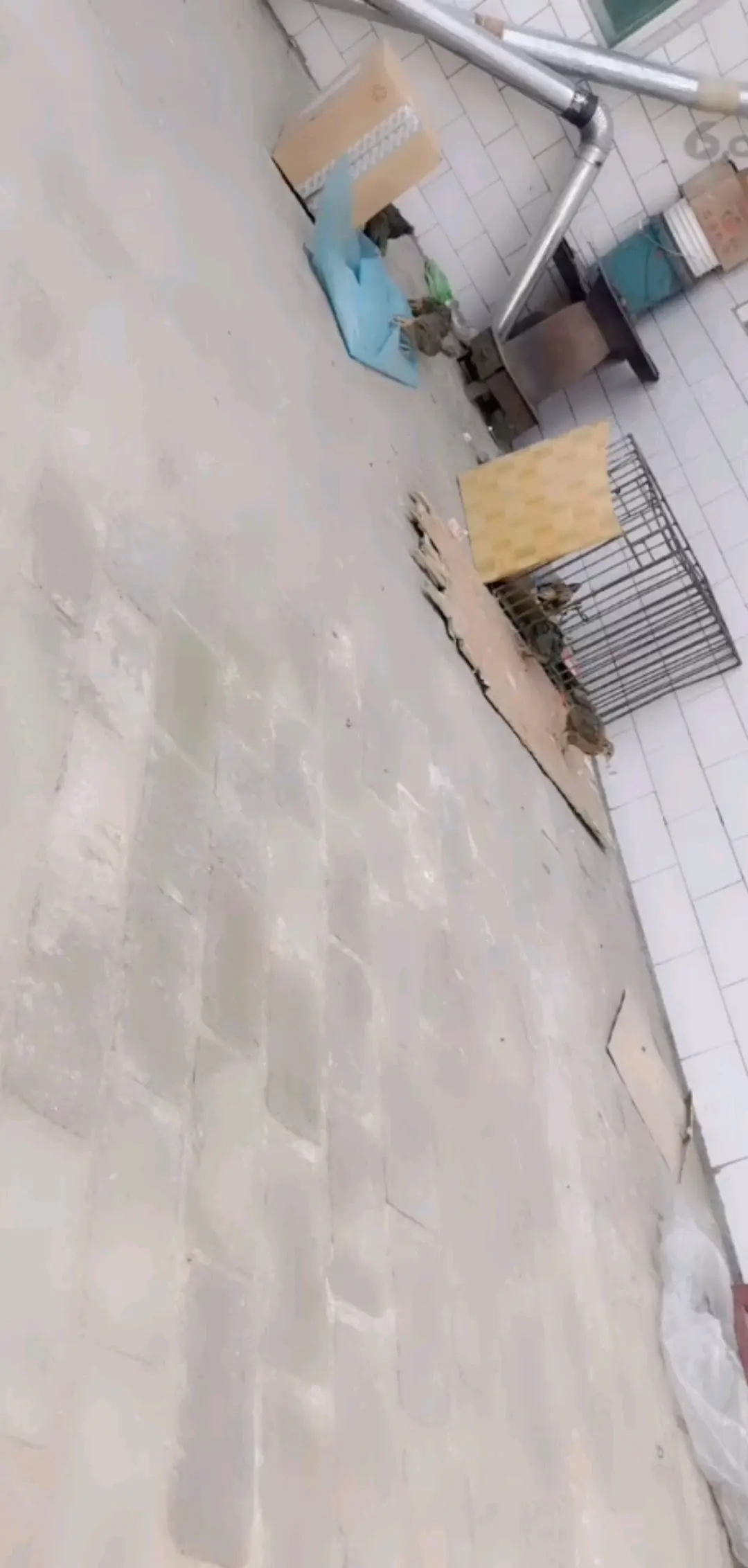 小鸡🐔