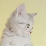 奶个腿，都不好好唱歌