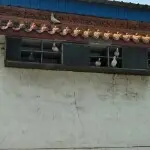 591599加油，