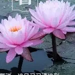 じ✿萌★仙人洞的主播照片