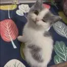 栀初db