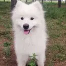 🙈江小白配雪碧