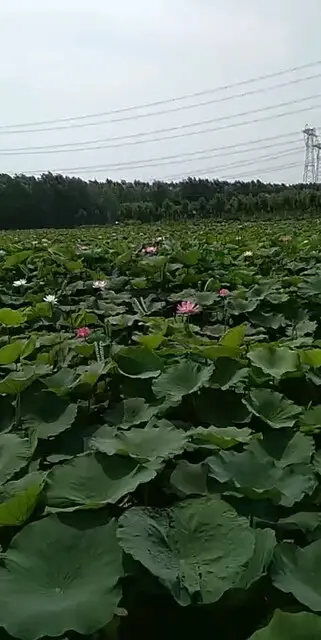 美丽的荷花开了