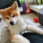 王哥的头像皮球