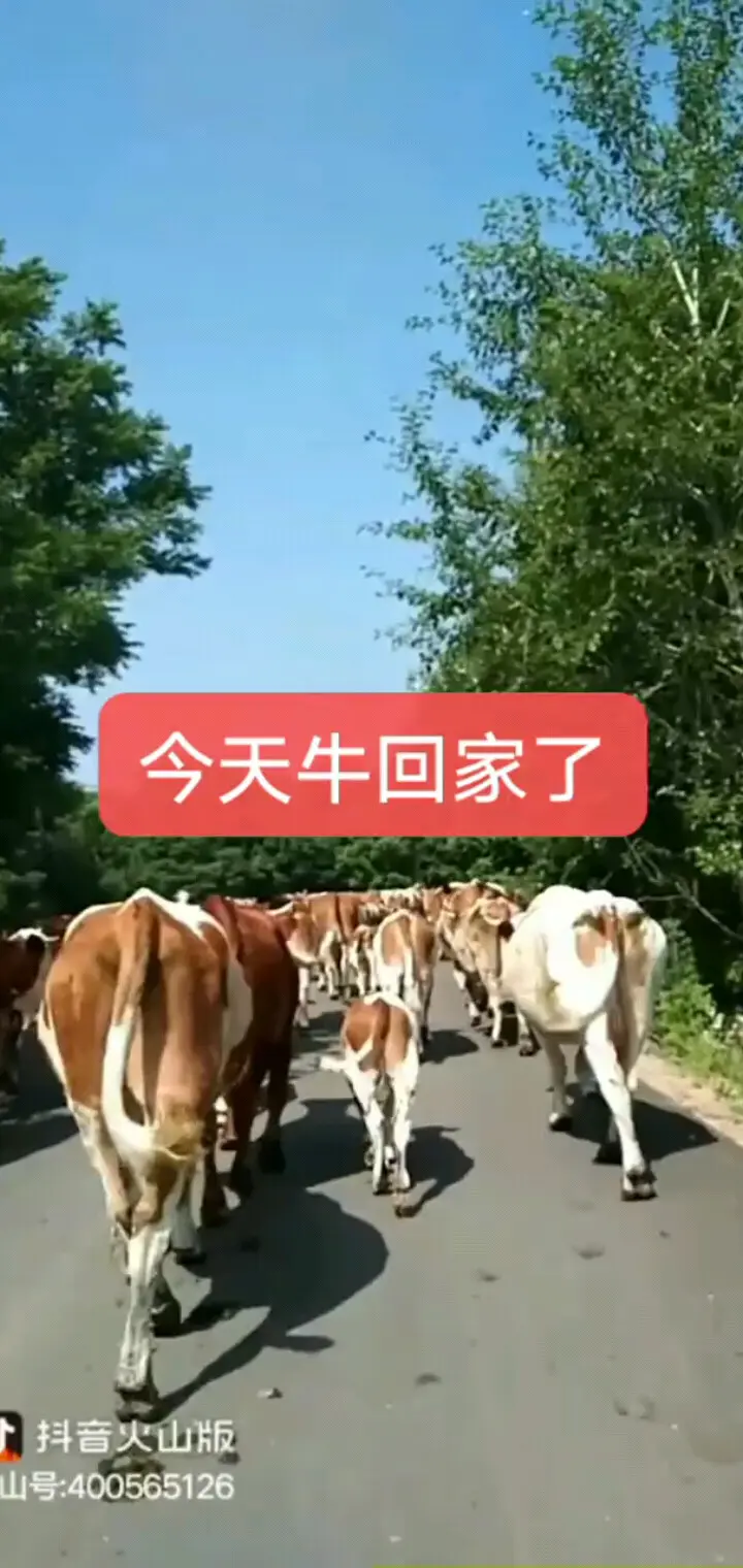 狼哥的牛七月二十号回家了