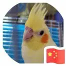 Small，remo